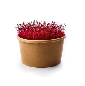 Microgreens Amarant - sada na pestovanie
