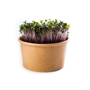 Microgreens Kaleráb ružový - sada na pestovanie