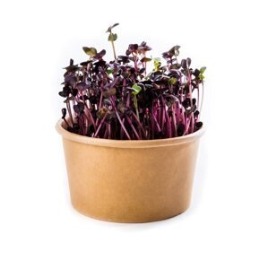 Microgreens Reďkovka Red sango - sada na pestovanie
